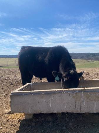 Commercial Angus Bulls