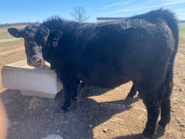 Commercial Angus Bulls