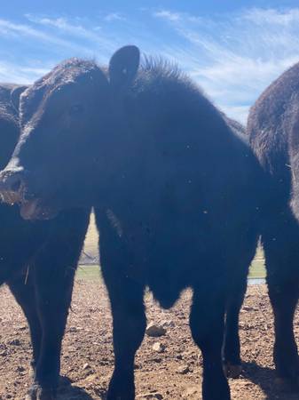 Commercial Angus Bulls