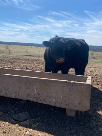 Commercial Angus Bulls