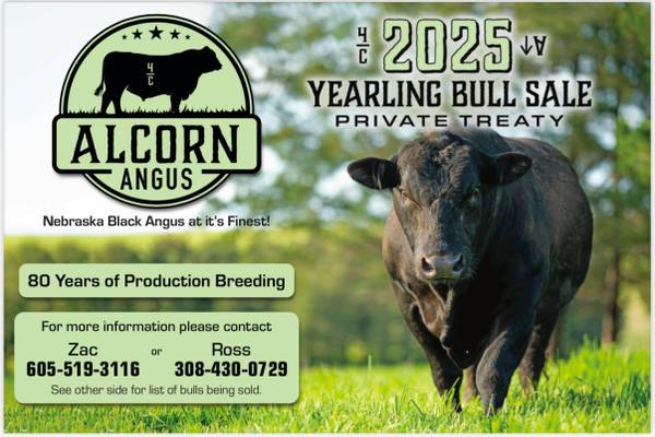 Registered Black Angus Bulls