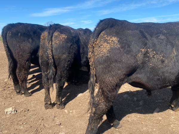 Commercial Angus Bulls