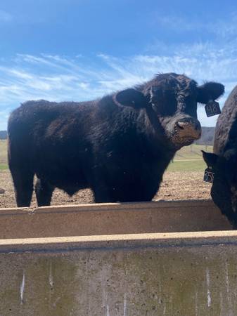 Commercial Angus Bulls