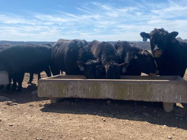 Commercial Angus Bulls