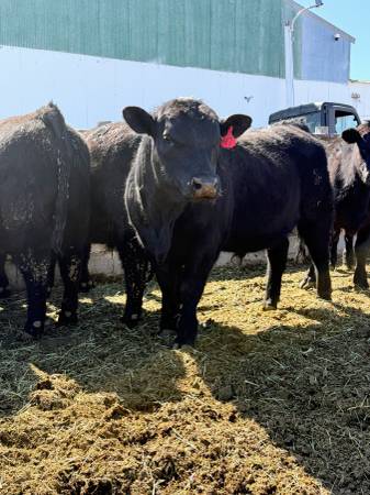 Registered Angus Bulls
