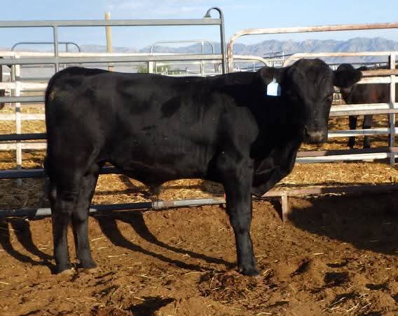 Registered Angus Bulls