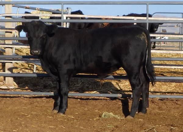 Registered Angus Bulls