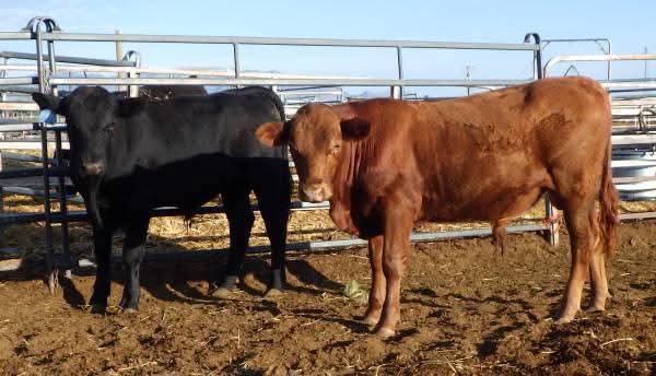 Registered Angus Bulls