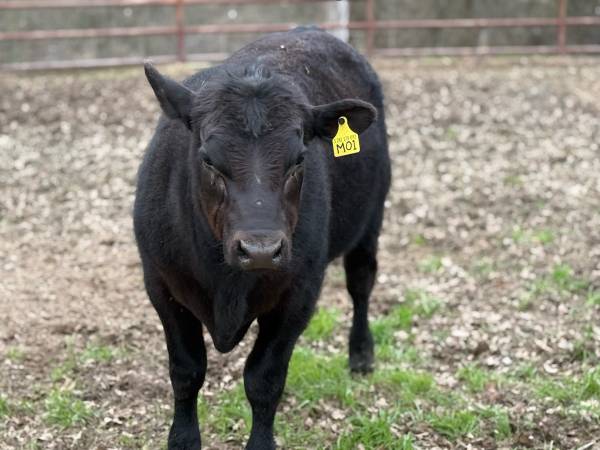 Registered Angus Bull Calf