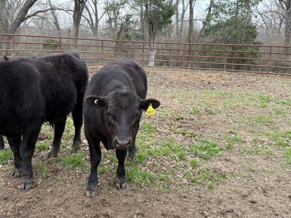 Registered Angus Bull Calf