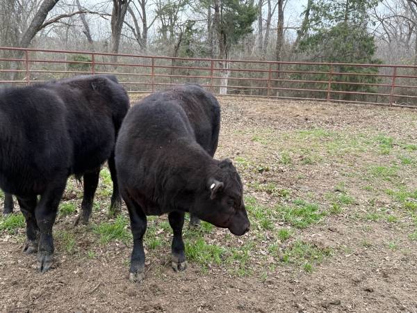 Registered Angus Bull Calf