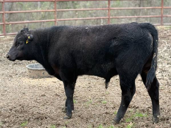 Registered Angus Bull Calf