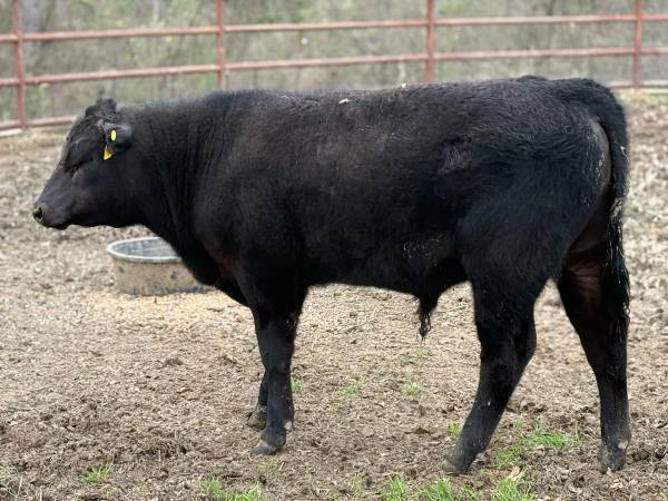 Registered Angus Bull Calf