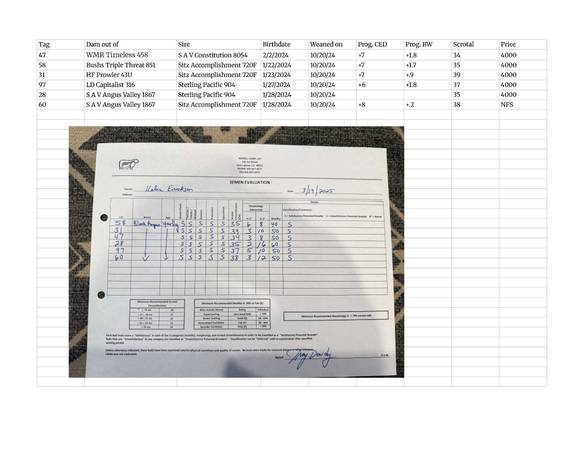 Registered Angus Bulls