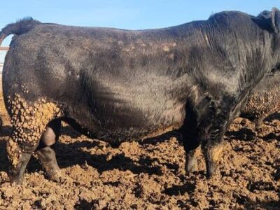 Black Angus Bulls - OCC INFLUENCED