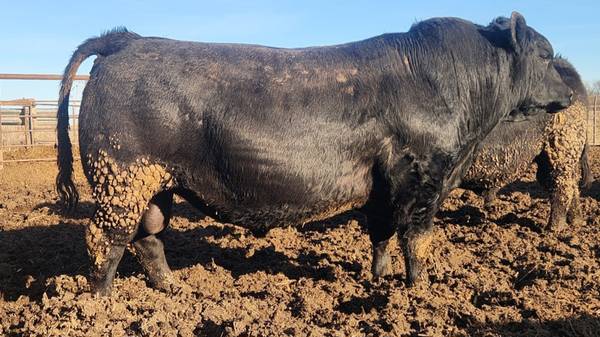 Black Angus Bulls - OCC INFLUENCED