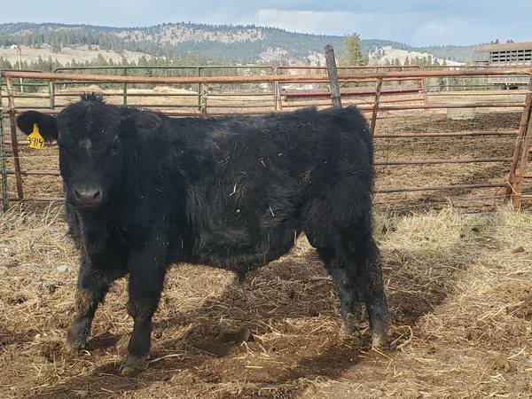 Black Angus Bulls