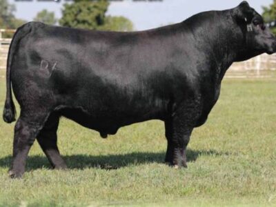 Registered Angus Bull