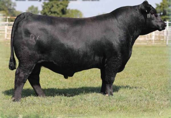Registered Angus Bull