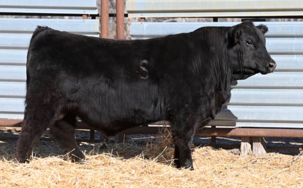Purebred Black Angus Bulls