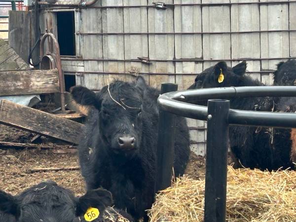 Black Angus Heifers & Steers