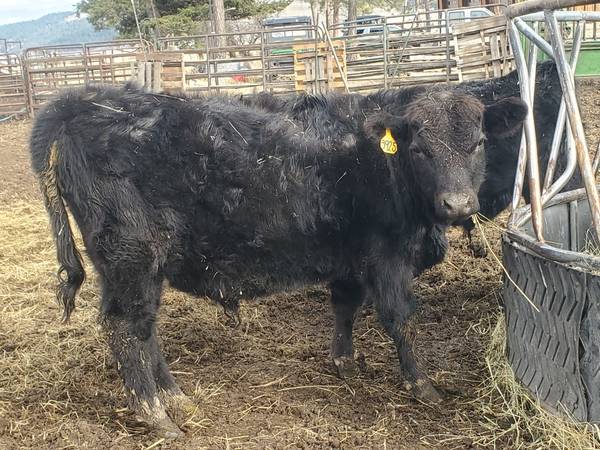 Black Angus Bulls