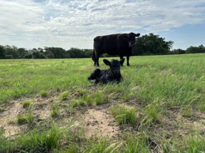 Fullblood Angus Bull