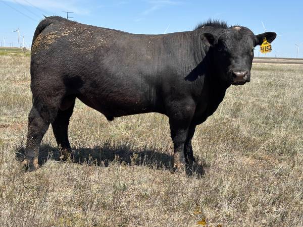 Registered Angus Bulls