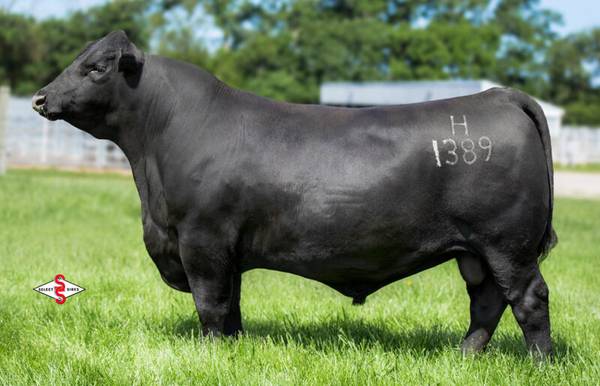 Registered Angus Bull