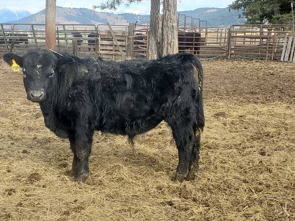 Black Angus Bulls