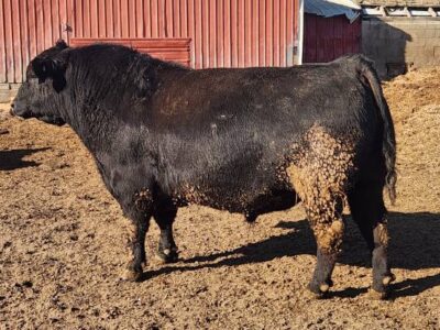 Black Angus Bulls - OCC INFLUENCED