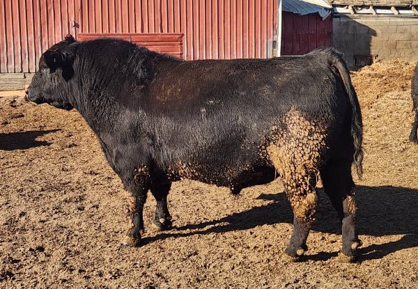 Black Angus Bulls - OCC INFLUENCED