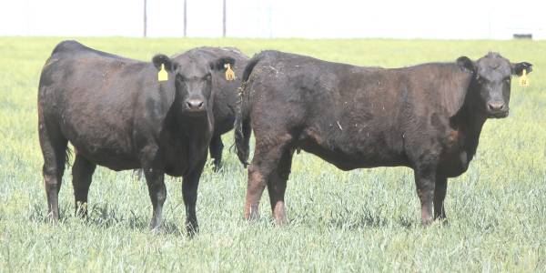 3-4-5 Yr. Old Bred Angus Cows