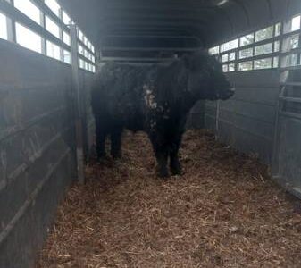 Black Angus Steer
