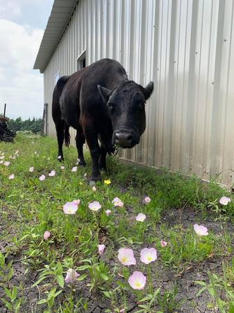 Black Angus Cow