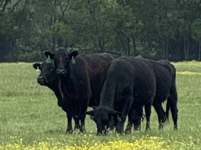 Black Angus Cattle