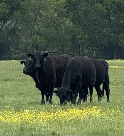 Black Angus Cattle