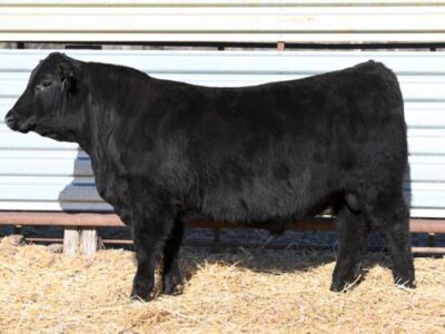 Purebred Black Angus Bulls