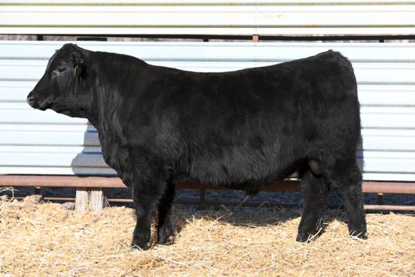 Purebred Black Angus Bulls