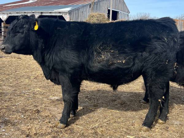Registered Black Angus Bulls