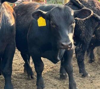 Seedstock Registered Angus Bulls and Cows