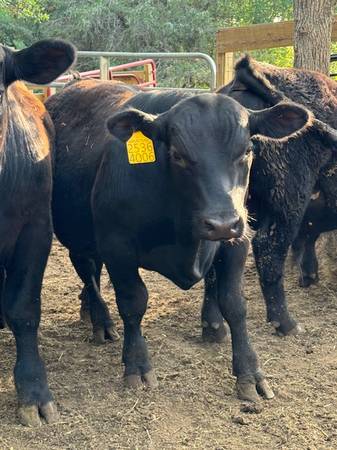 Seedstock Registered Angus Bulls and Cows