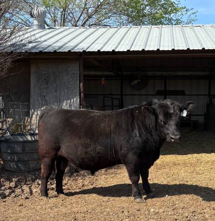 Registered Black Angus Bulls