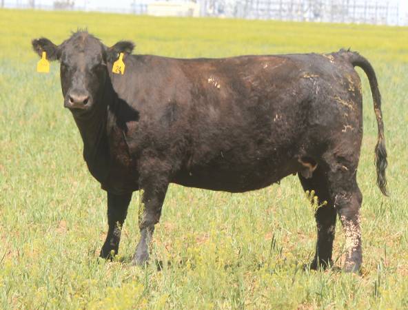 3-4-5 Yr. Old Bred Angus Cows