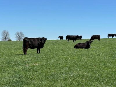 Black Angus Cows - 32 Head