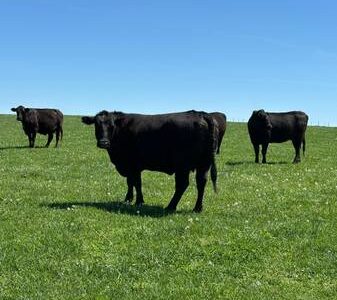 Black Angus Cows - 32 Head