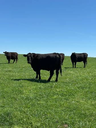 Black Angus Cows - 32 Head