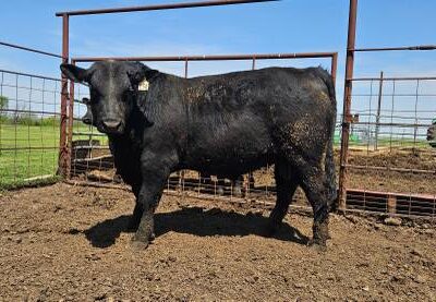 Registered Black Angus Bulls