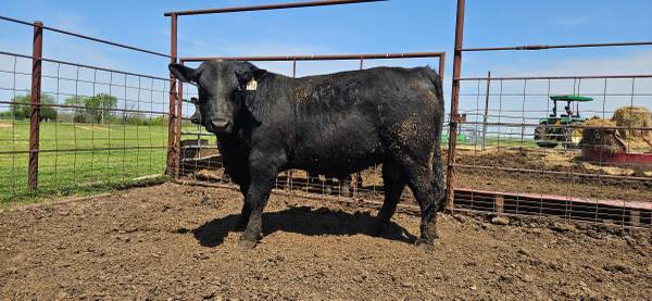 Registered Black Angus Bulls