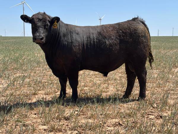 Registered Angus Bulls